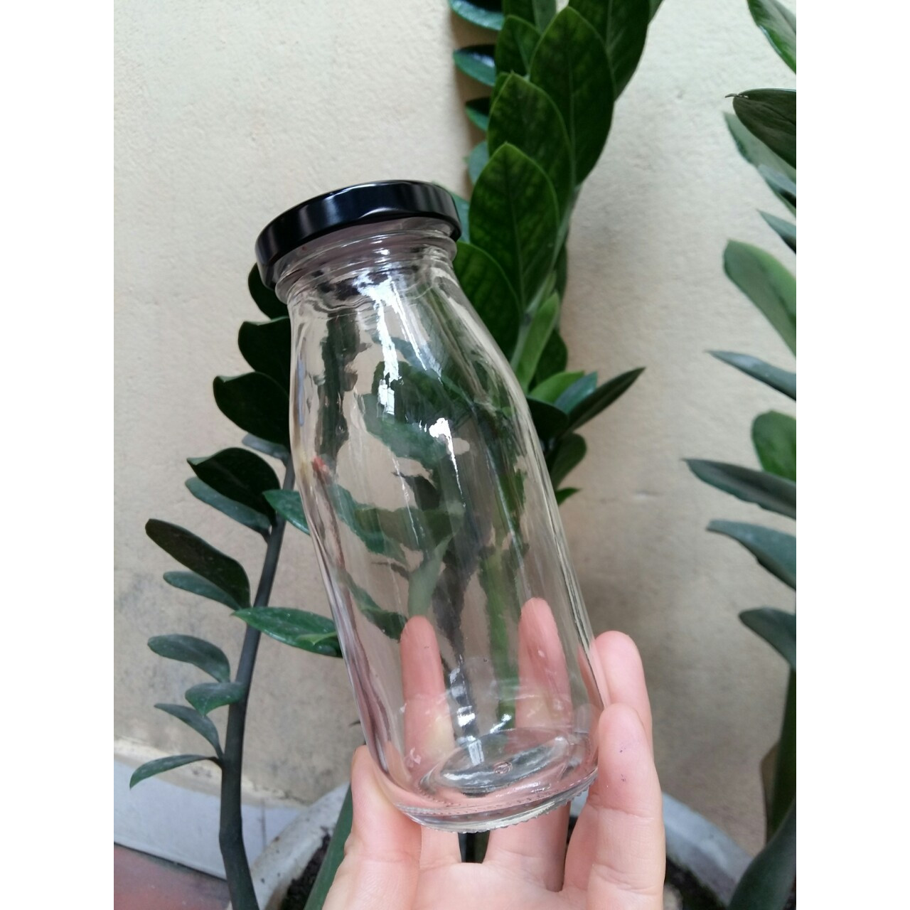 Combo 6 chai thủy tinh 250ml nắp đen