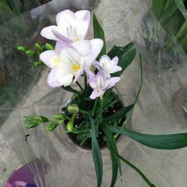 Củ giống hoa lan nam phi hoa màu trắng hồng ( tắng kèm viên nén ươm củ )