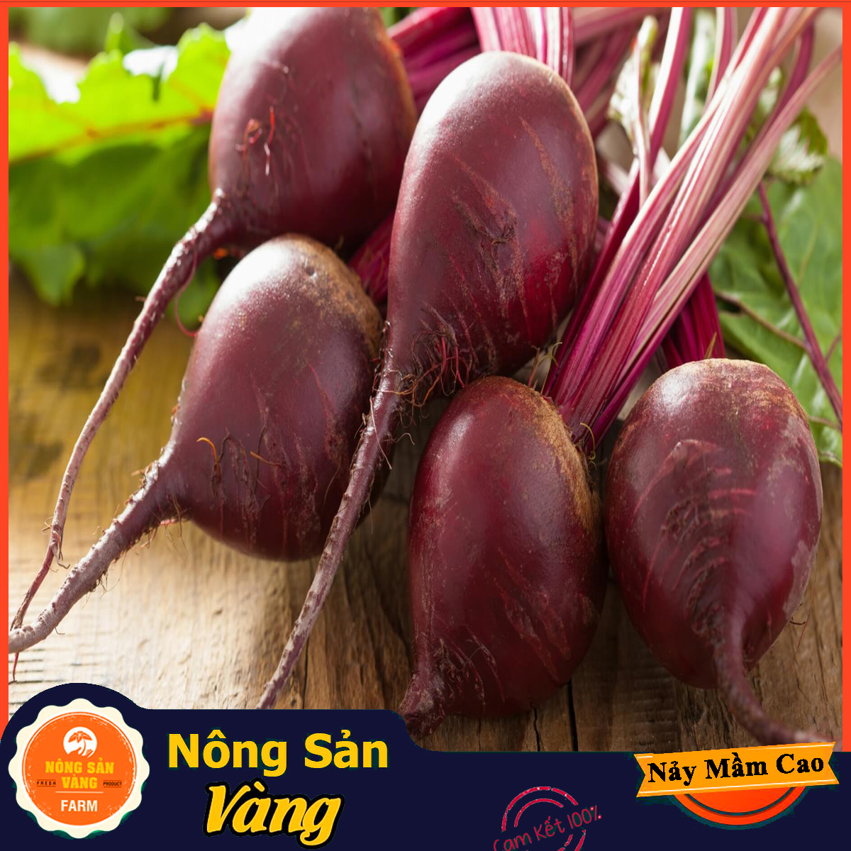 Red beetroot seed, high circular, dark purple husk, dark red quickly, sweet taste, slightly bitter (5 gram package)-shallow gold