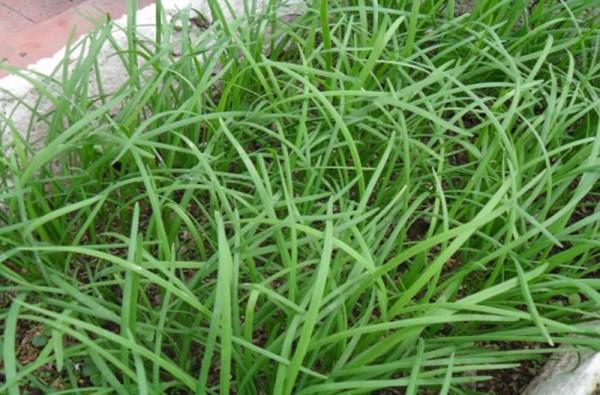 [HCM]Gói 1g hạt giống hẹ cao sản Nhật Bản