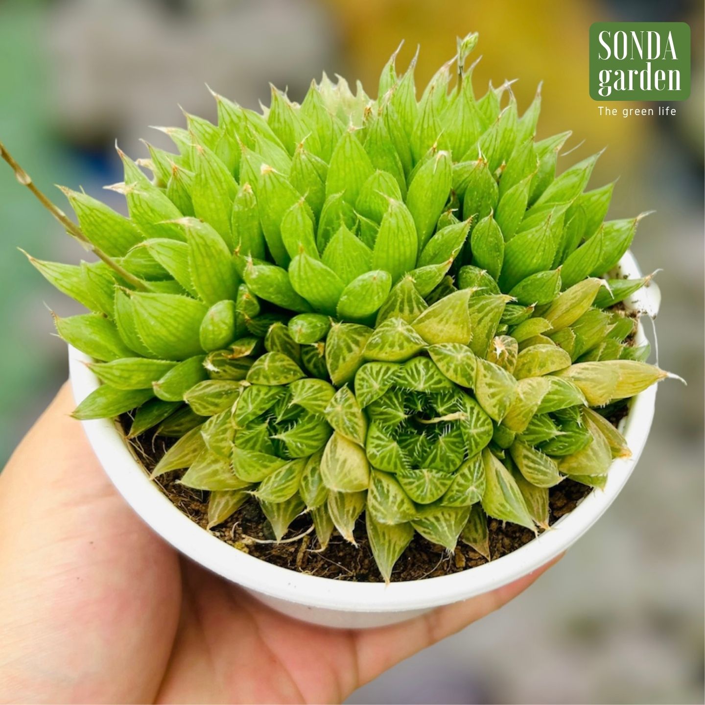 SEN ĐÁ DẠ QUANG SIZE TRUNG BÌNH LỖI 1 ĐỔI 1