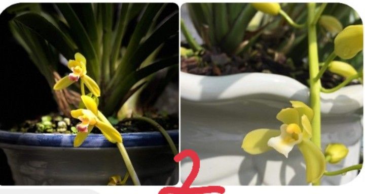 LAN KIẾM PHAN TRÍ CÂY GIỐNG