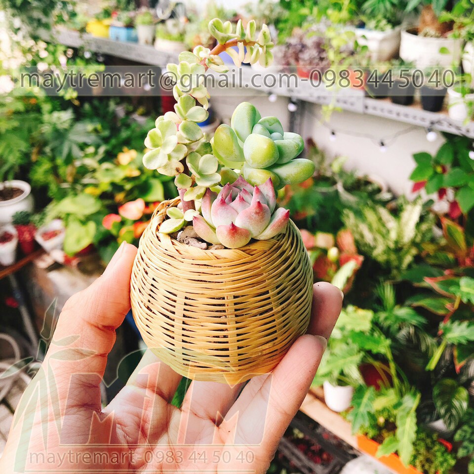 Giỏ tre cắm hoa hũ thóc nhí