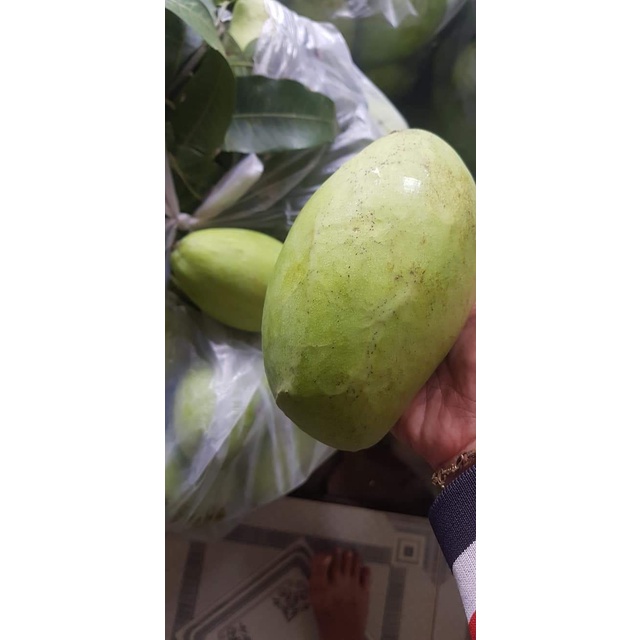 Cấy giống Xoài Keo CamPuchia. ( CÂY GHÉP SIÊU SỚM TRÁI)