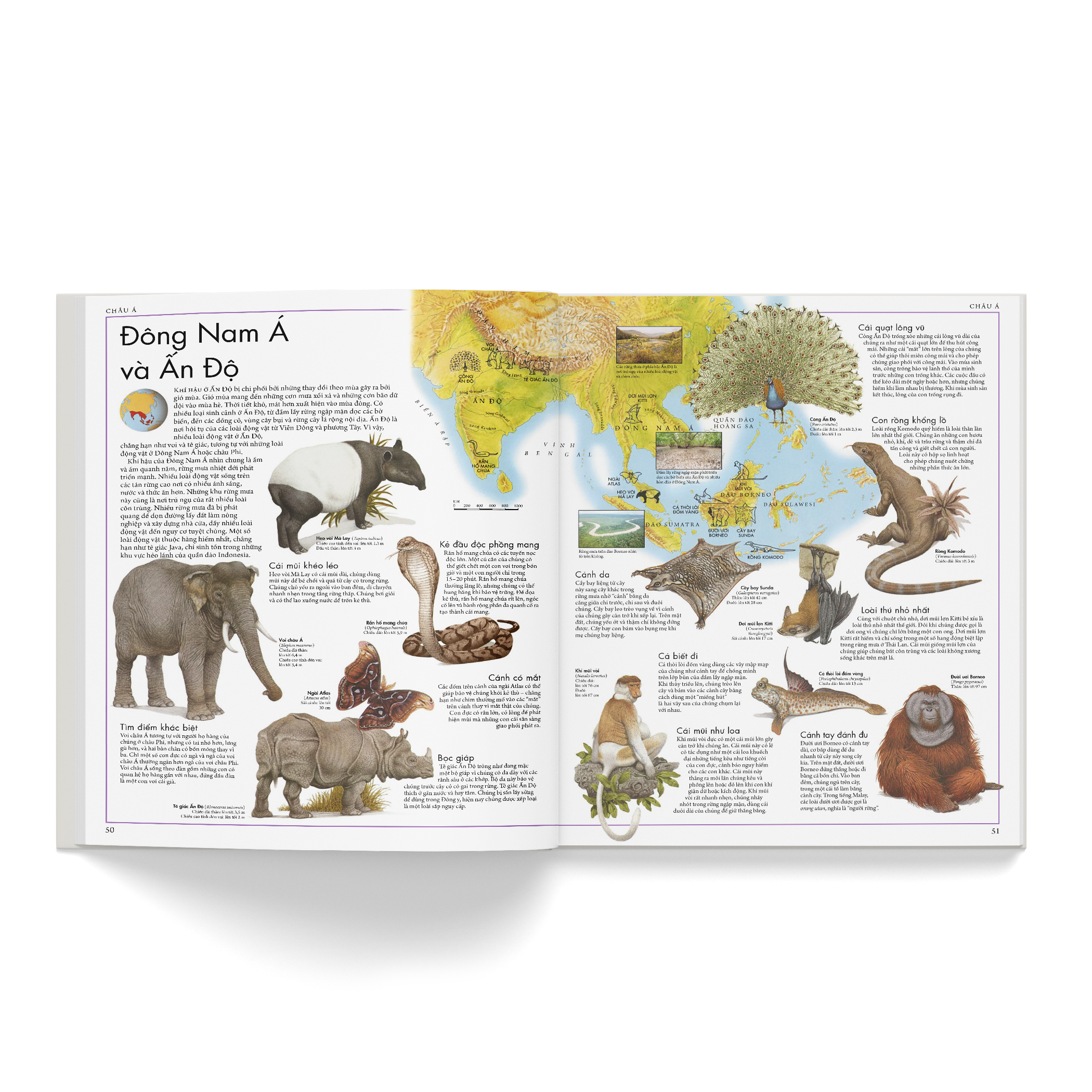 Cá Chép - Atlas động vật