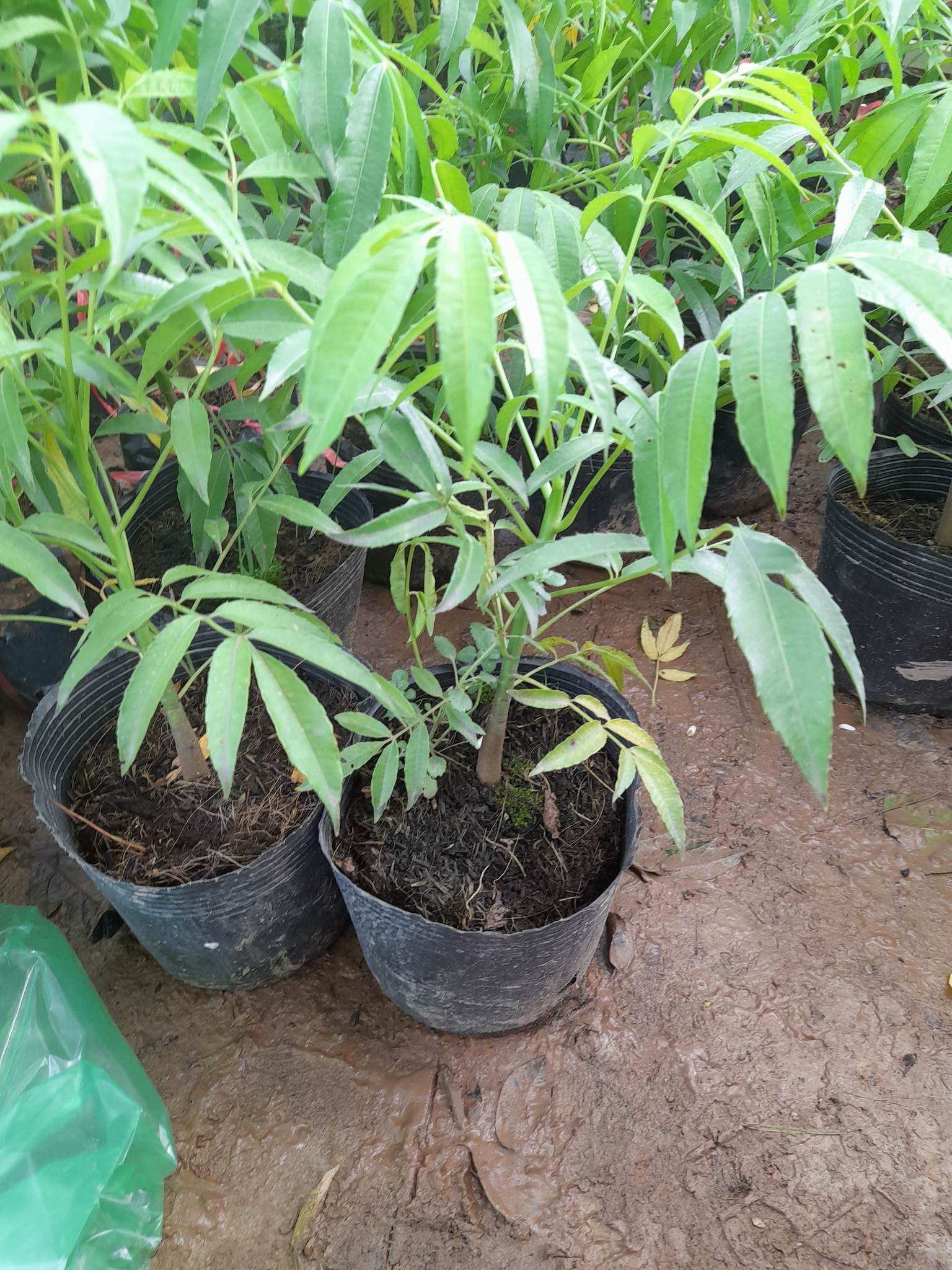 Giống Cóc Thái cây ăn quả độc đáo+Tặng kèm phân bón