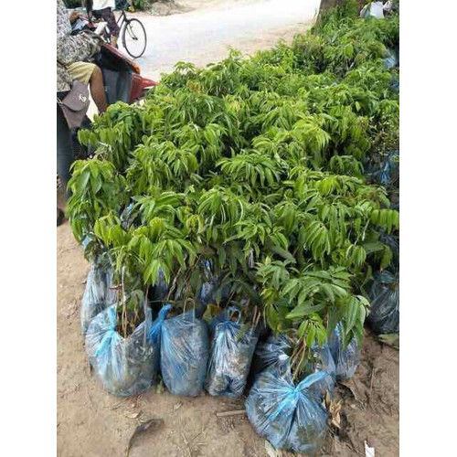 Cây giống vải thiều thanh hà