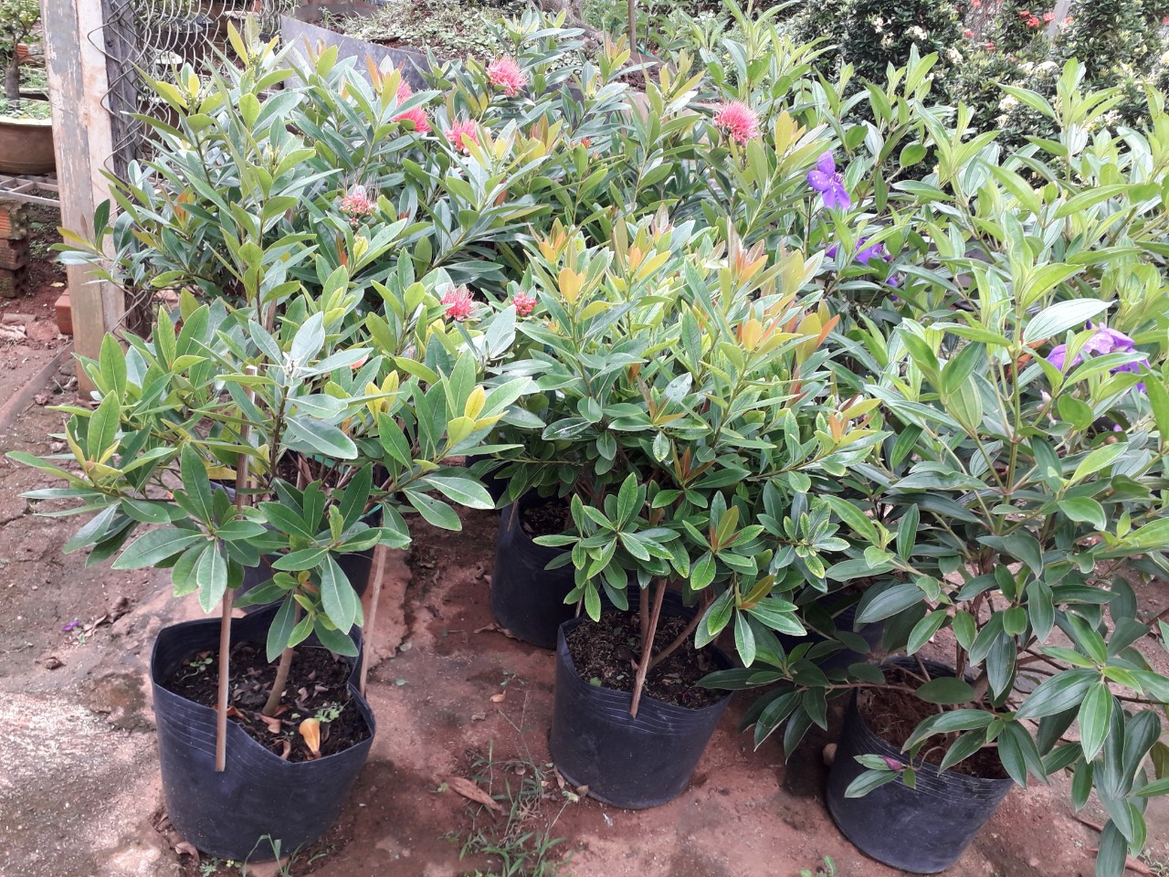Cây hoàn ngọc [ cây xuân hoa, cây nhật nguyện, cây con khỉ. [ trồng làm thuốc ] [best express]