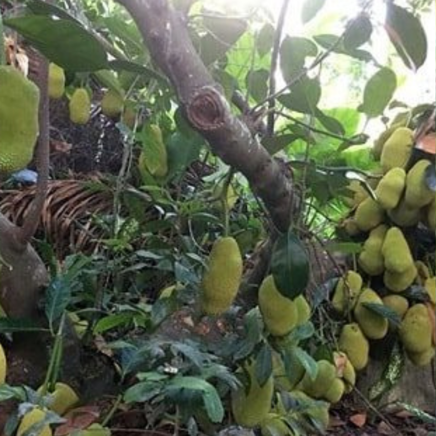 cây giống mít tố nữ - quả siêu sớm ( cây ghép nhanh ra quả)