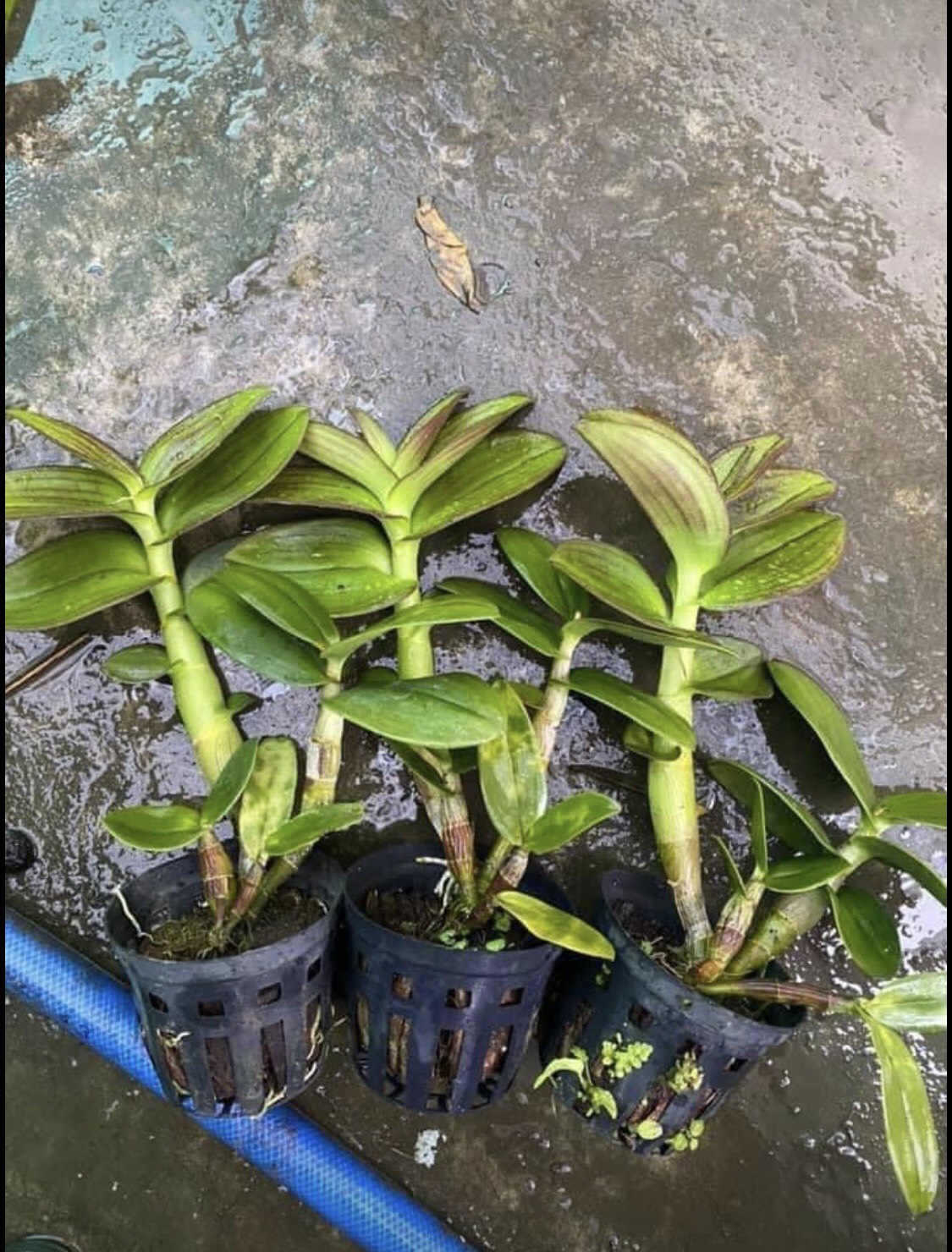 Hoa lan chớp vàng đỏ 5%