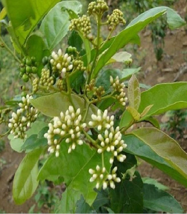 Hạt Giống Cây Cây Dược Liệu Xạ Đen - Gói 50 Hạt