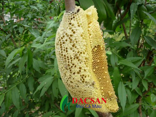 Mât ong nguyên chất hoa nhãn 100ml
