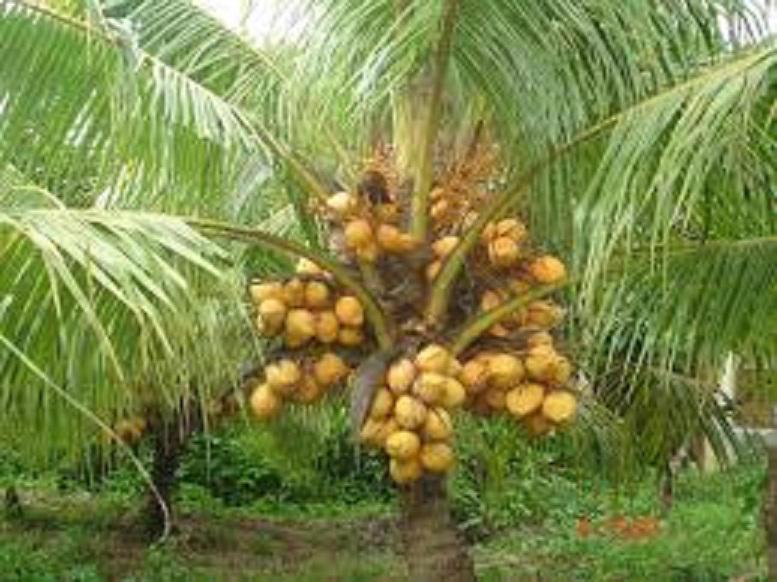 CÂY GIỐNG DỪA XIÊM LÙN ĐỎ BẾN TRE