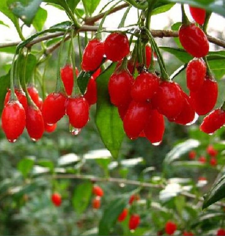 Hạt giống câu kỷ tử ( gói 50 hạt )