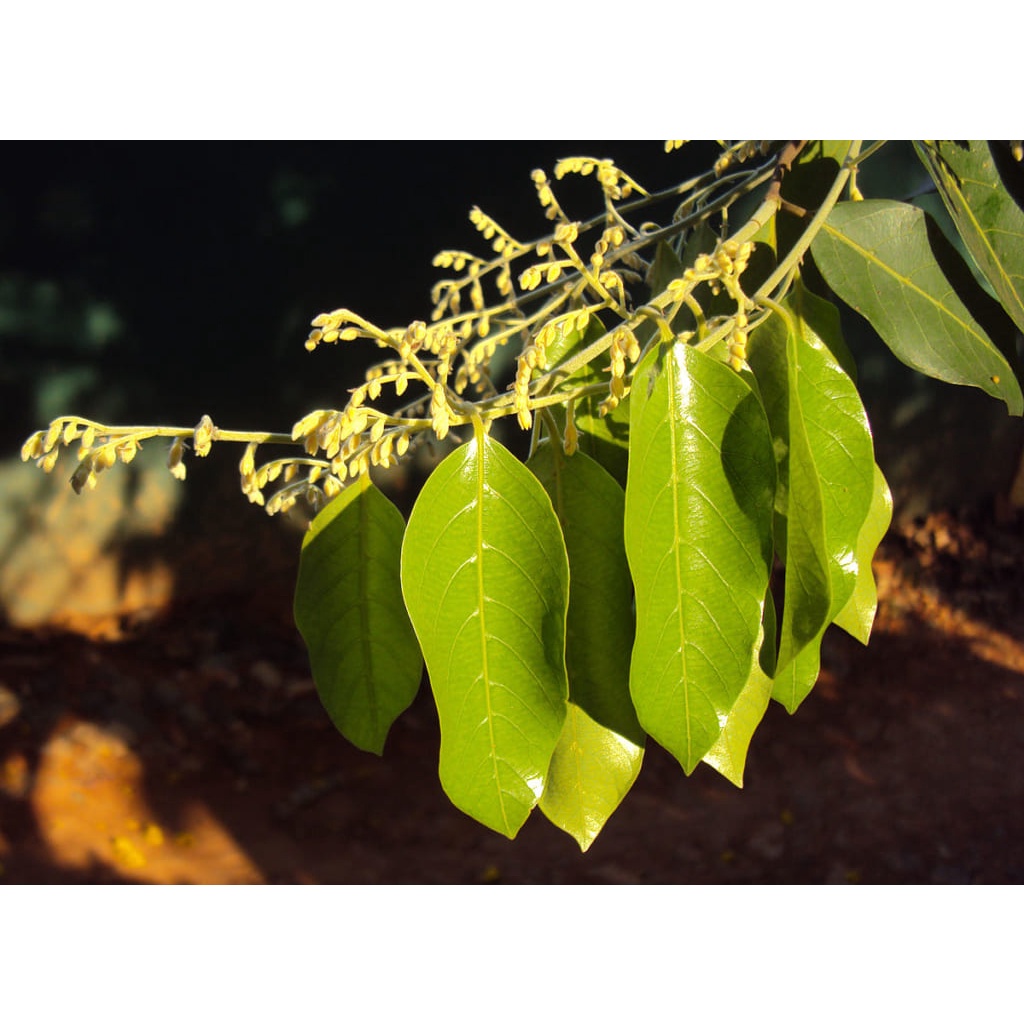 Cây gỗ sao đen giống (cây đẹp có bảo hành)