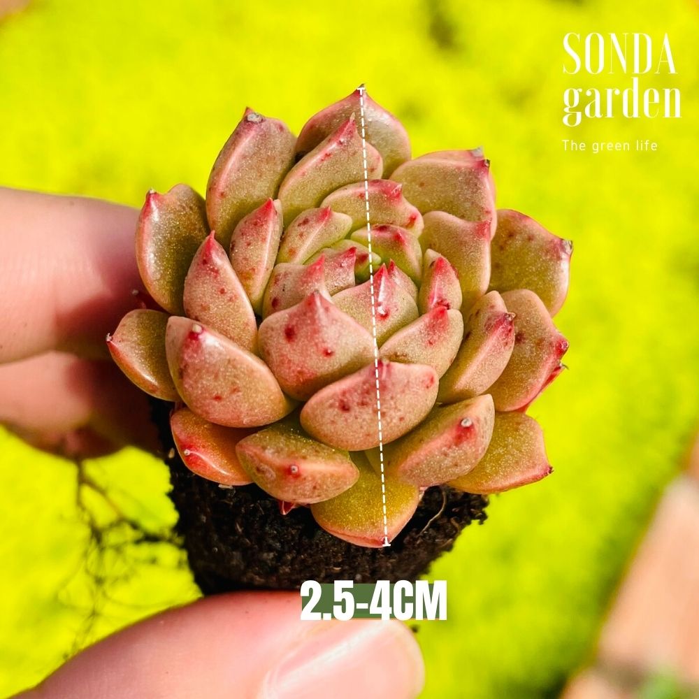 SEN ĐÁ RUBY LÁ NGẮN SIZE MINI, LỖI 1 ĐỔI 1