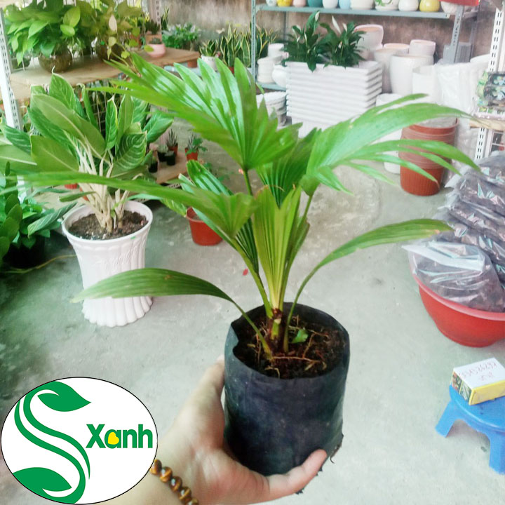 Cây Cọ Cảnh, Cây Cọ Ta