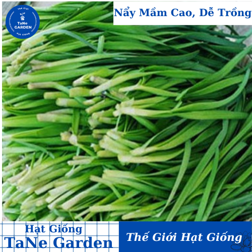 Hạt giống Hẹ Lá Rado 83 giàu dinh dưỡng, nảy mầm tốt, trồng quanh năm - Hạt giống Rạng Đông