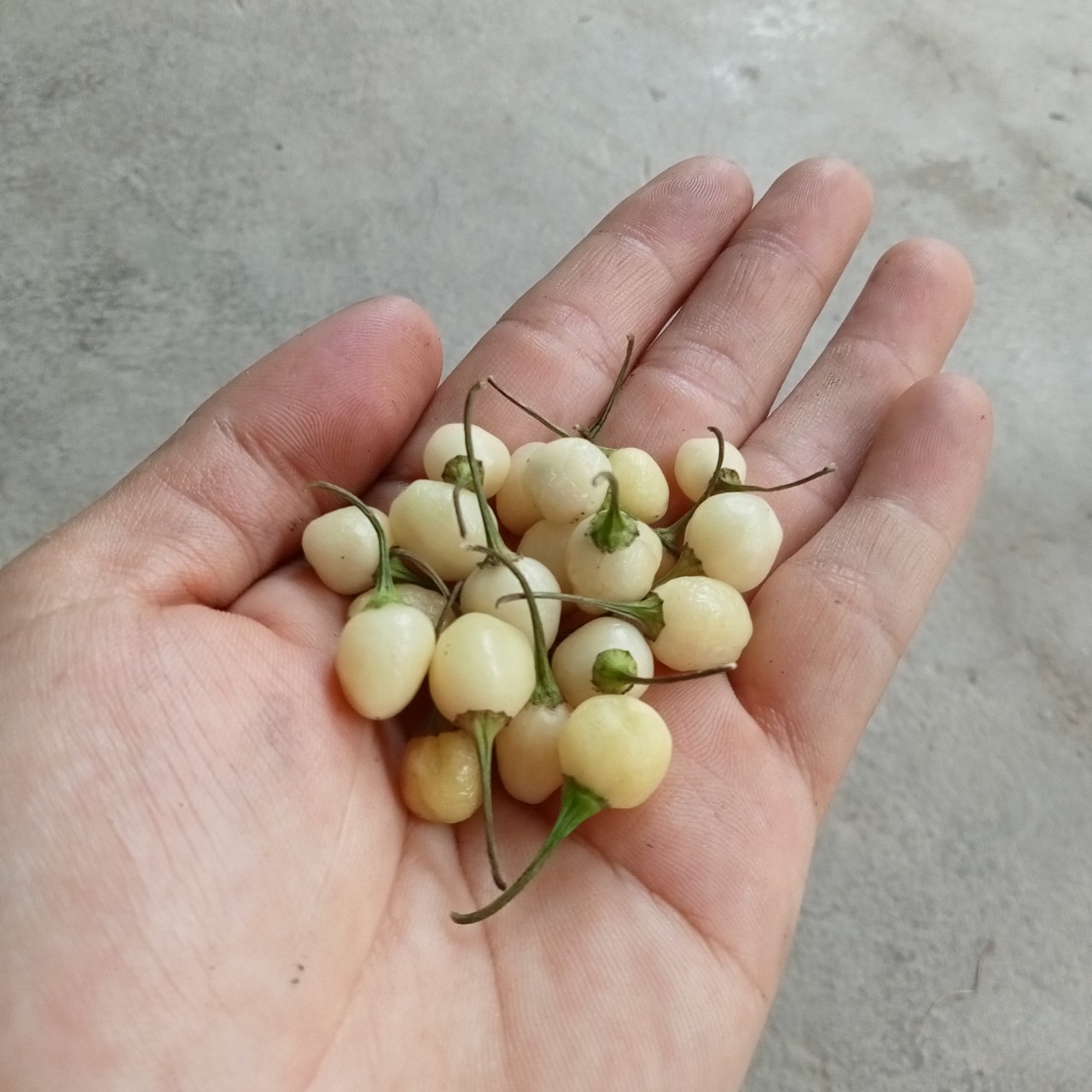 5 Hạt Giống Ớt Habanero White