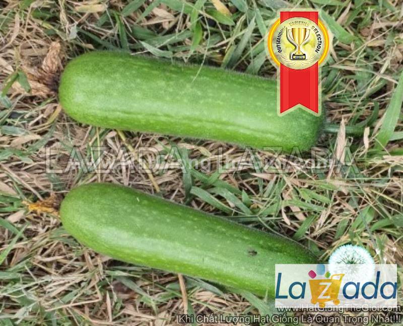 0.2gr hạt giống bí đao chanh f1 vô địch tg155