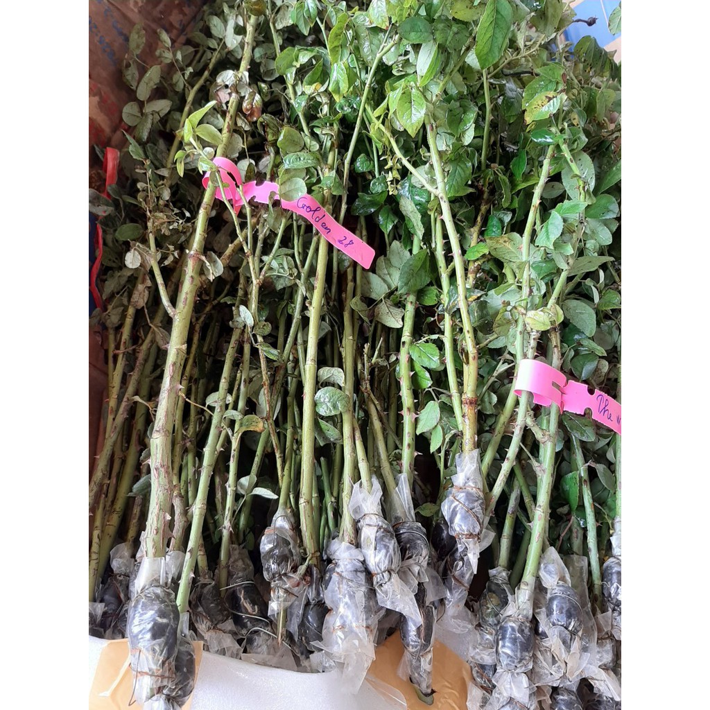 Cành Chiết Hồng Ngoại Julio (Cành Chiết Hoa Hồng)