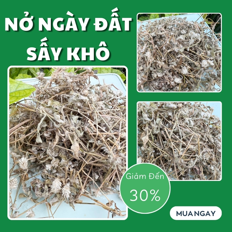[New Product from the Company] Dried Day Blooming Plant in Large Bags, 500g - Tan Phat Herbal - Specialized for Making Tea and Infusing Water