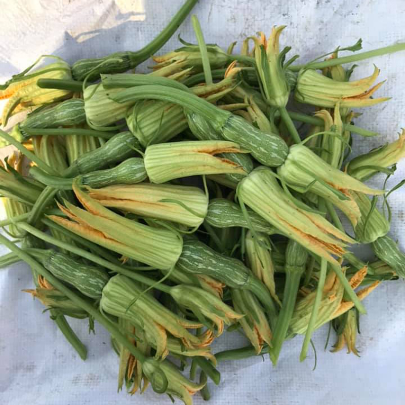 Hạt giống Bí Siêu Nụ