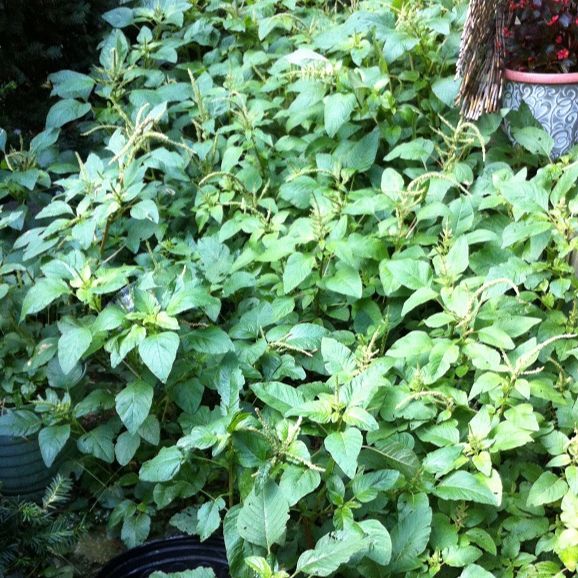 Hạt giống rau dền cơm/Gói 20gram-nãy mầm đều