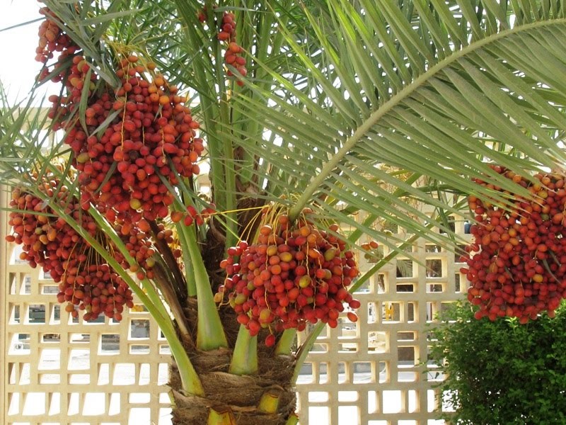CÂY GIỐNG CHÀ LÀ LÙN TRUNG ĐÔNG