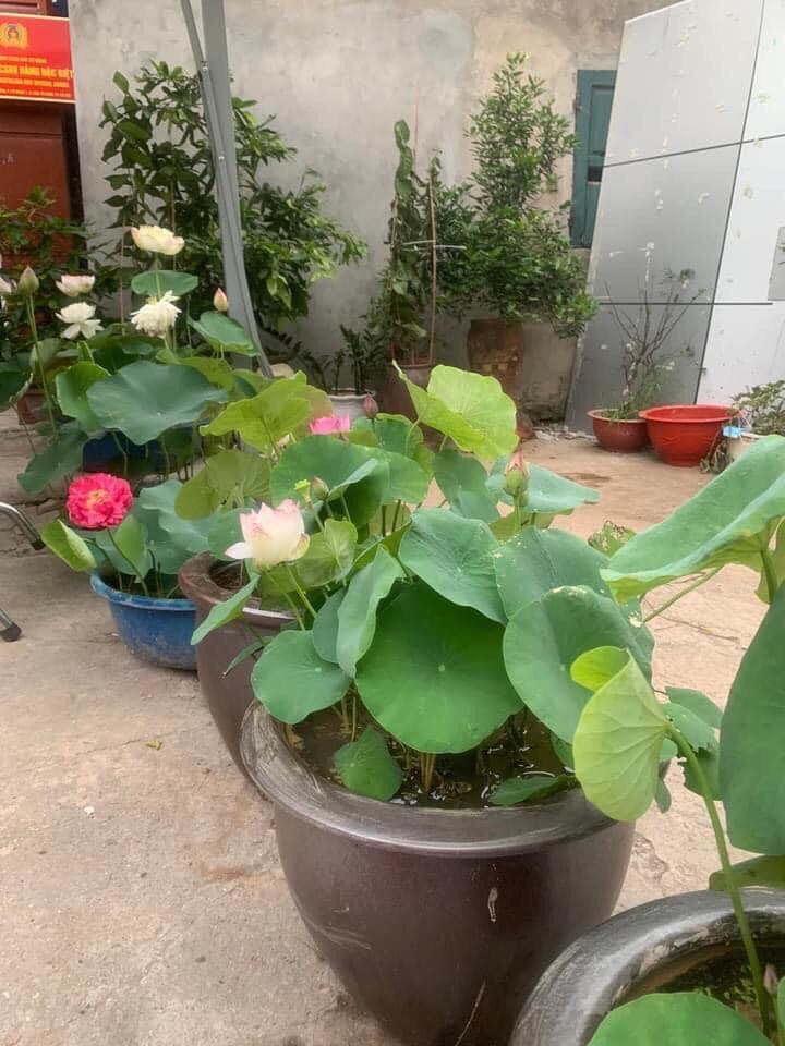 Sen Phượng Hoàng Lửa_ Củ Giống