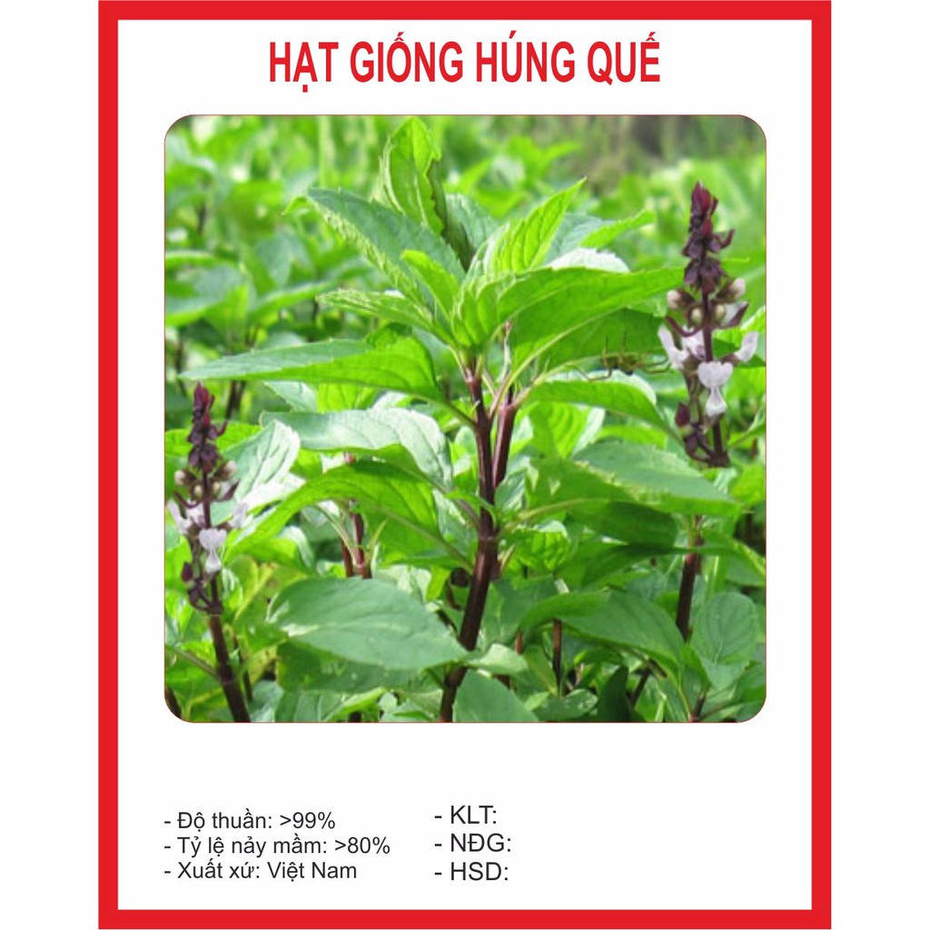 Hạt Giống Húng Quế 2Gram ~ rất nhiều hạt