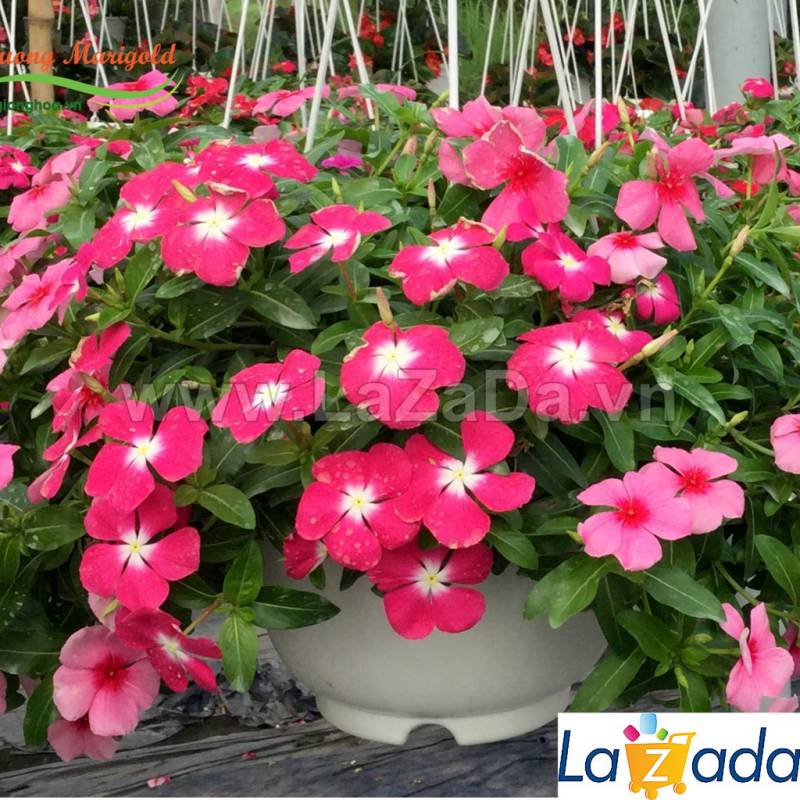 50h Hạt Giống Hoa Dừa Cạn Lùn Hồng (C2.302| -KD: B6*V24*M003)