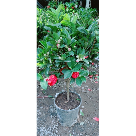 Cây Trà My Cánh Kép Size Lớn