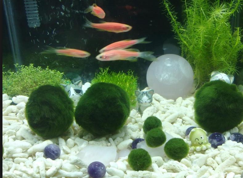 Hủ tiểu cảnh tảo cầu may mắn marimo cặp mèo và Marimo