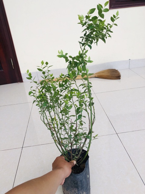Cây Việt Quất, cây đang nhiều quả, cây quá đẹp, phù hợp đất trồng Việt