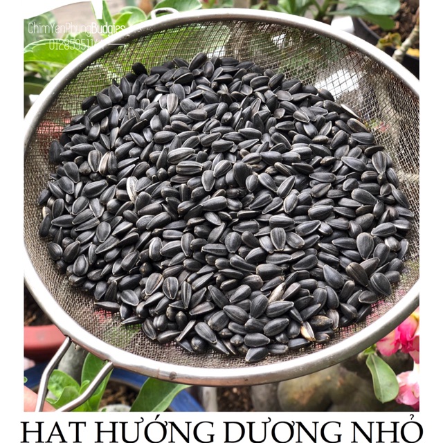 Hạt Hướng Dương nhỏ 1kg