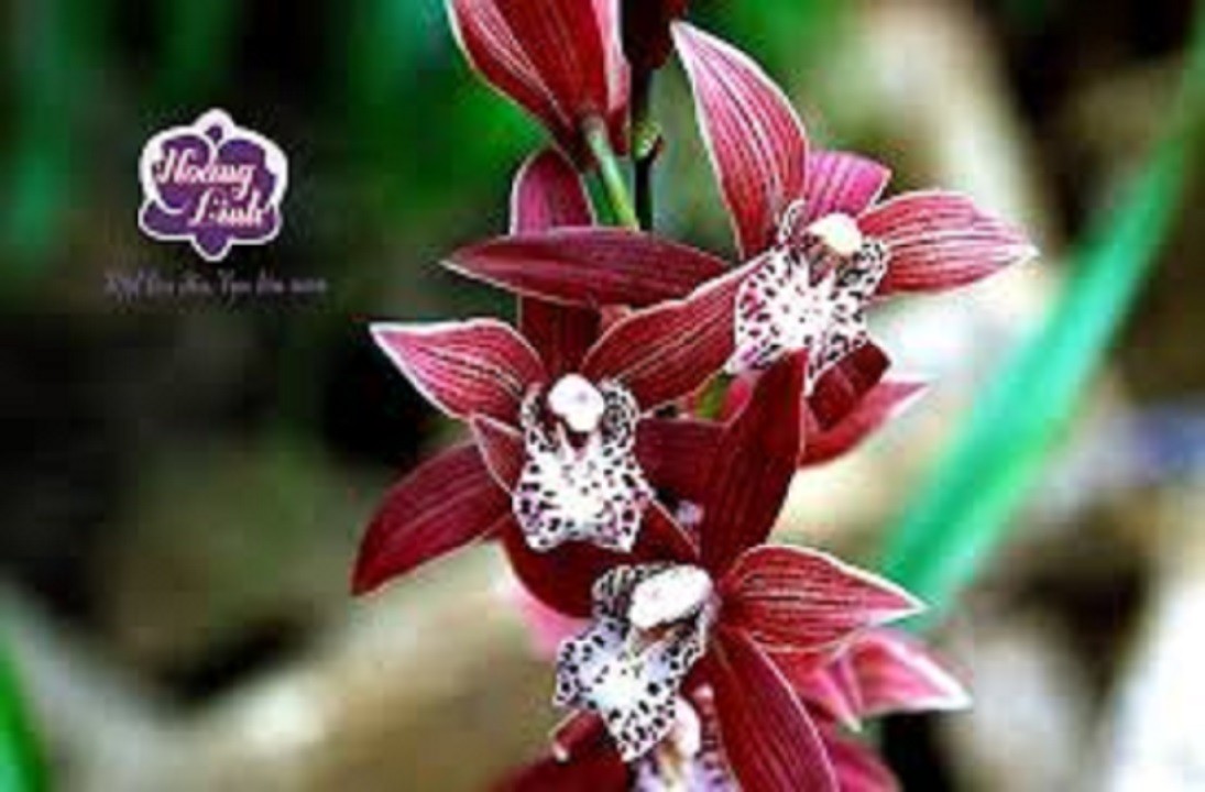 CHẬU ĐỊA LAN CỌP ĐỎ (ĐỊA LAN TIGER, ĐỊA LAN HỔ ĐỎ, ĐỊA LAN CỌP ĐẦU ĐỎ), HOA NỞ CHUẨN TẾT