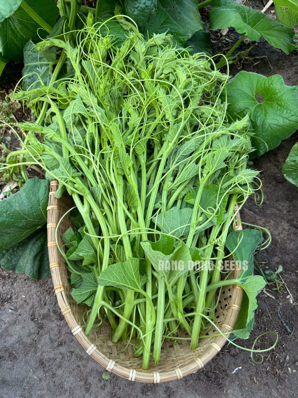 [Seeds] Hạt giống bầu siêu ngọn RD407, đóng gói 5gr (khoảng 30 hạt)