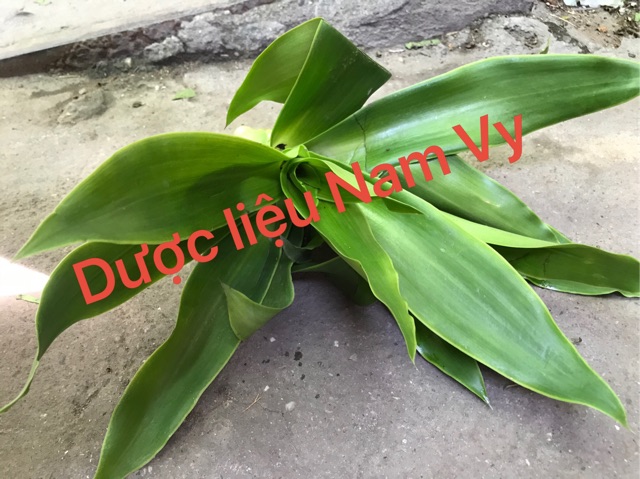 Cây lược vàng tươi 500gram
