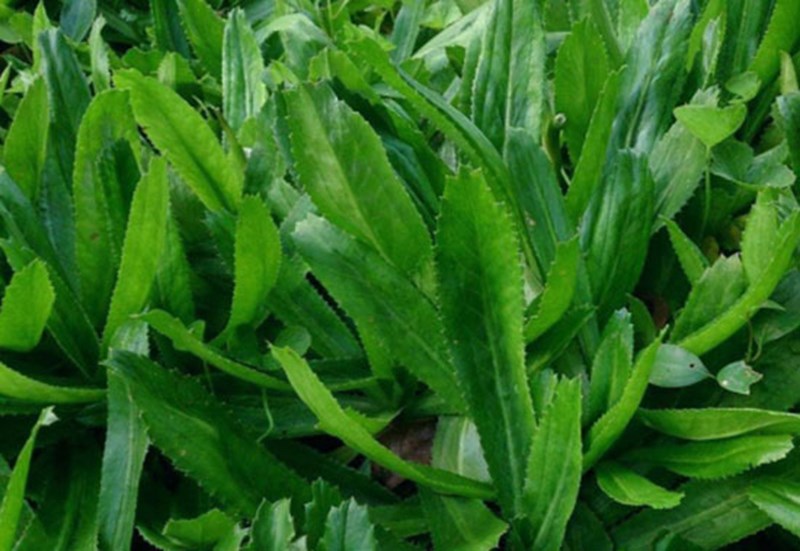 🌱Hạt Giống Rau Ngò Gai🌱 (Chịu Sâu Bệnh, Nảy mầm cao, Thơm ngon) - 5gr/gói