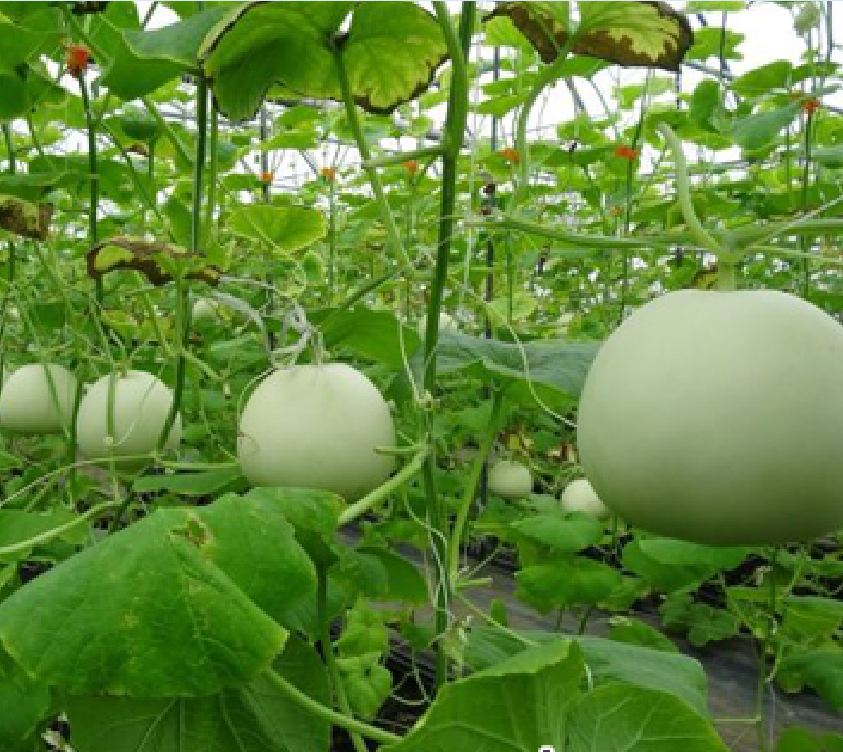 Hạt giống dưa lê trắng (dưa lê bạch tuyết ) - 1 gói 20 hạt - VTNN2