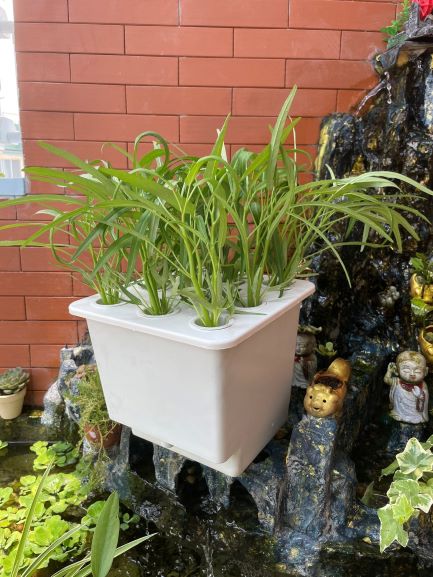 Thùng (Chậu) Thủy Canh Tĩnh Trồng Rau Ăn Lá 5Lit