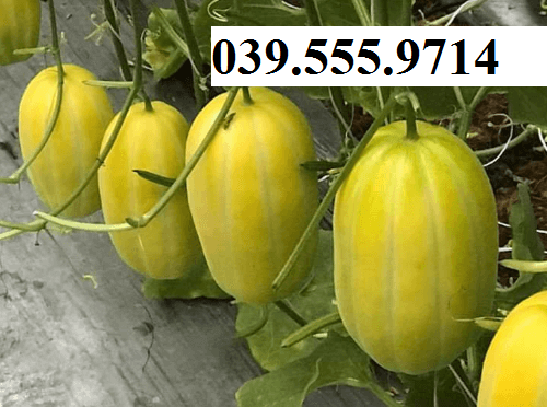 [Chính hãng] Hạt giống Dưa Lê Hàn Quốc  – 10 Hạt