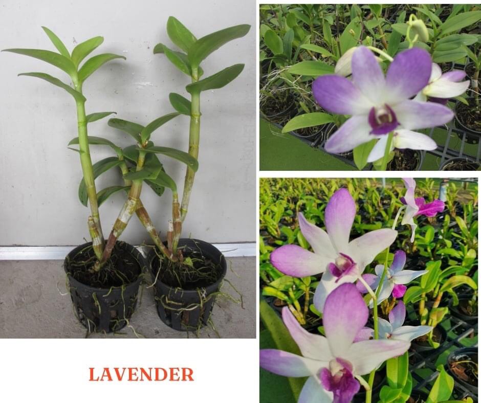 Hoa lan lavender