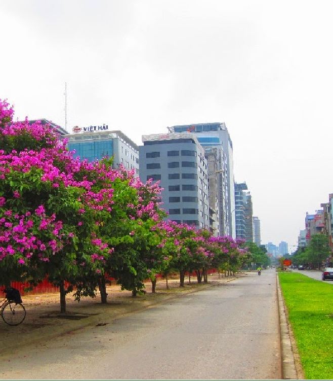 Hạt Giống Hoa Bằng Lăng Tím - ( 30 hạt/gói )