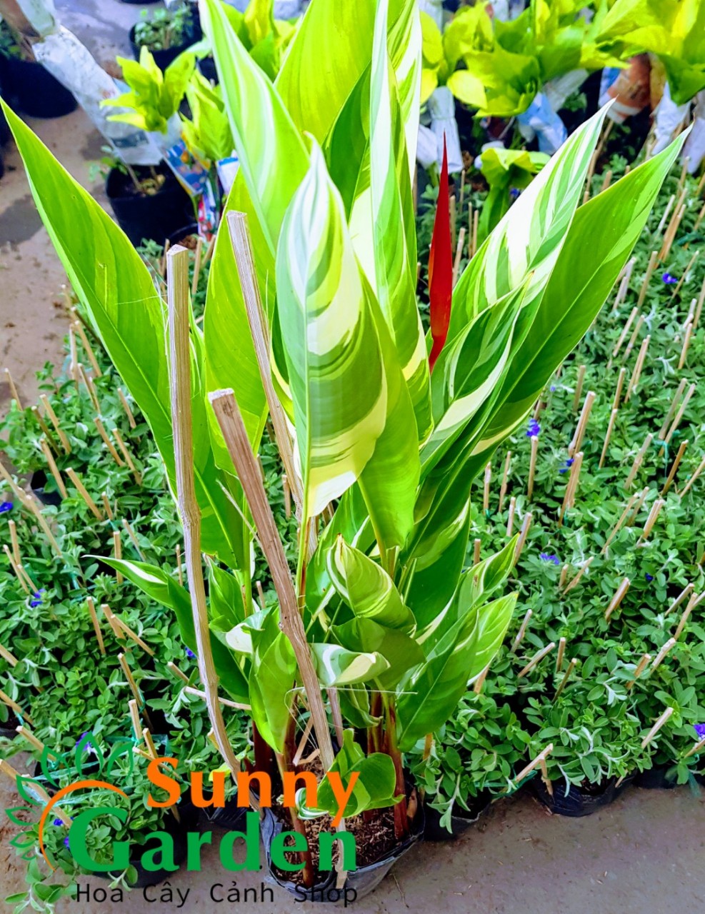 Cây Chuối Mỏ Két Cẩm Thạch, Cao 45-55cm - Cây Cảnh