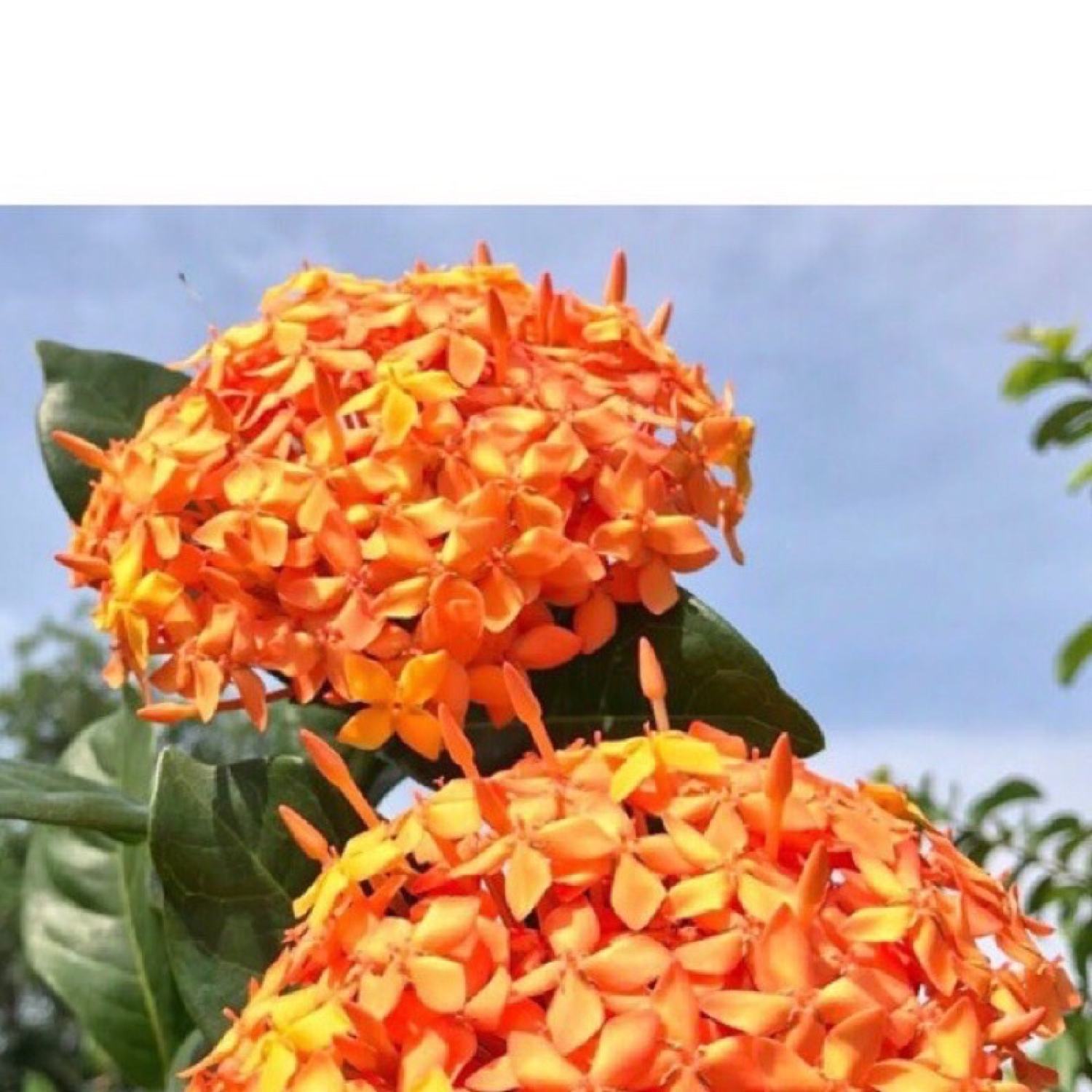 Cây giống bông trang cam Đài Loan