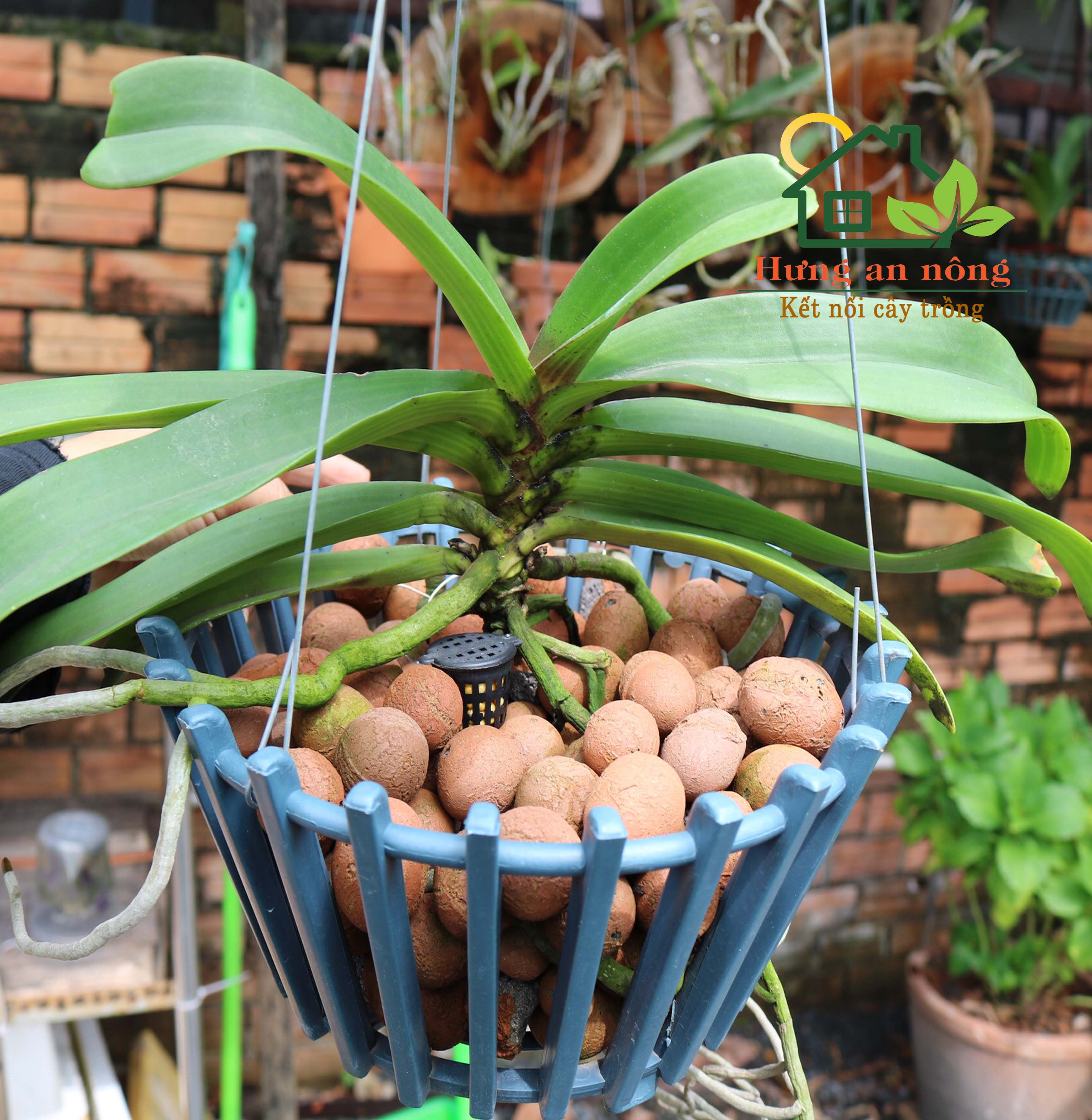 Túi 6 lít 3X - Đất Sét Nung Giá Thể Trồng Lan Ngọc Điểm Trang Trí Cây Cảnh Hàng Thailand