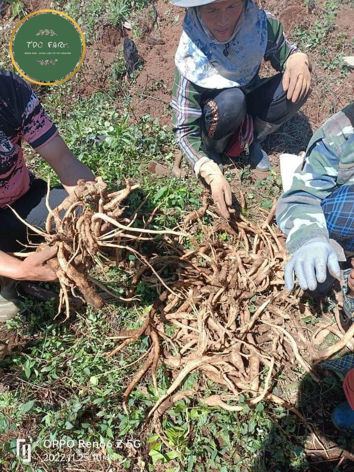 Sâm dây Ngọc Linh, Kon Tum, sâm tươi 10 củ/kg