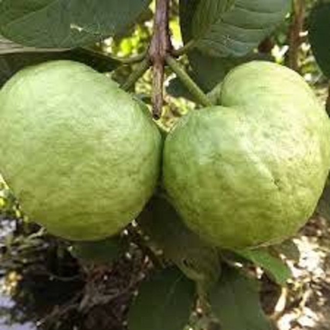 CÂY GIỐNG ỔI NỮ HOÀNG
